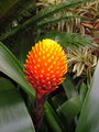 Guzmania Conifera